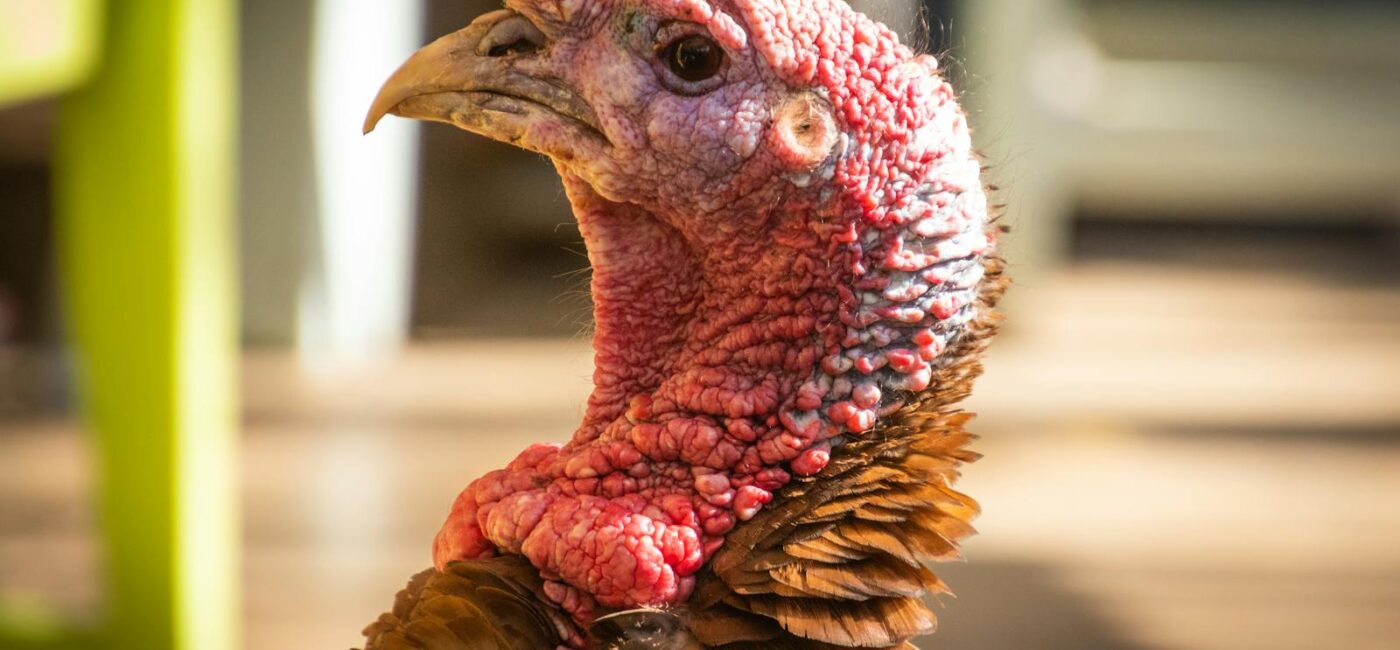 Detailed image of a domesticated turkey with focus on its head and feathers.