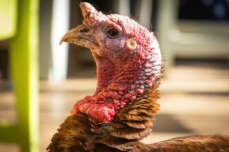 Detailed image of a domesticated turkey with focus on its head and feathers.